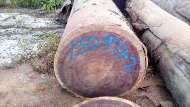 Verrottungsbeständigkeit Purple Heart Logs 905 Kg / M3 3 - 5 Ft Stammdurchmesser